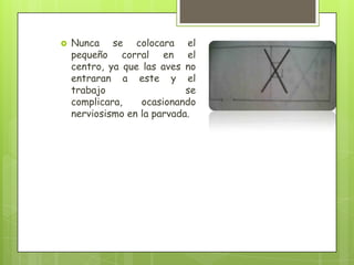    Nunca se colocara el
    pequeño corral en el
    centro, ya que las aves no
    entraran a este y el
    trabajo                  se
    complicara,    ocasionando
    nerviosismo en la parvada.
 