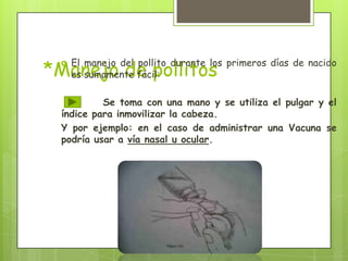 *Manejo de pollitos
    El manejo del pollito durante los primeros días de nacido
     es sumamente fácil:

          Se toma con una mano y se utiliza el pulgar y el
 índice para inmovilizar la cabeza.
 Y por ejemplo: en el caso de administrar una Vacuna se
 podría usar a vía nasal u ocular.
 
