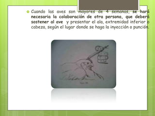    Cuando las aves son mayores de 4 semanas, se hará
    necesaria la colaboración de otra persona, que deberá
    sostener al ave y presentar el ala, extremidad inferior o
    cabeza, según el lugar donde se haga la inyección o punción.
 