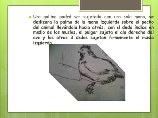    Una gallina podrá ser sujetada con una sola mano, se
    deslizara la palma de la mano izquierda sobre el pecho
    del animal llevándola hacia atrás, con el dedo índice en
    medio de los muslos, el pulgar sujeta el ala derecha del
    ave y los otros 3 dedos sujetan firmemente el muslo
    izquierdo.
 