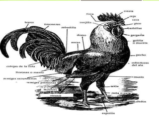 *Regiones exteriores del
gallo
 