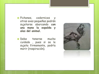    Pichones,   codornices   y
    otras aves pequeñas podrán
    sujetarse abarcando con
    una mano la espalda y
    alas del animal.

   Debe     tenerse     mucho
    cuidado , pues si se le
    sujeta firmemente, podría
    morir (respiración).
 