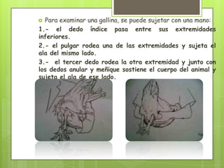  Para examinar una gallina, se puede sujetar con una mano:
1.- el dedo índice pasa entre sus extremidades
inferiores.
2.- el pulgar rodea una de las extremidades y sujeta el
ala del mismo lado.
3.- el tercer dedo rodea la otra extremidad y junto con
los dedos anular y meñique sostiene el cuerpo del animal y
sujeta el ala de ese lado.
 
