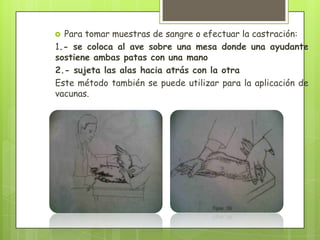  Para tomar muestras de sangre o efectuar la castración:
1.- se coloca al ave sobre una mesa donde una ayudante
sostiene ambas patas con una mano
2.- sujeta las alas hacia atrás con la otra
Este método también se puede utilizar para la aplicación de
vacunas.
 