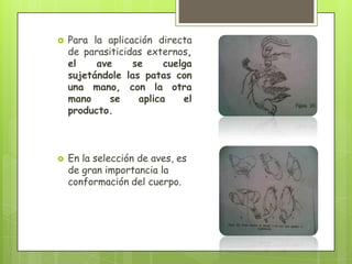   Para la aplicación directa
    de parasiticidas externos,
    el    ave     se     cuelga
    sujetándole las patas con
    una mano, con la otra
    mano     se    aplica    el
    producto.



   En la selección de aves, es
    de gran importancia la
    conformación del cuerpo.
 