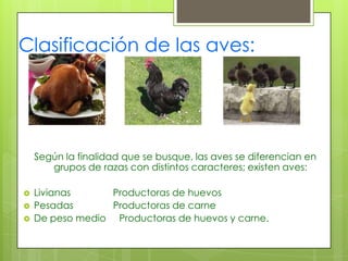 Clasificación de las aves:




    Según la finalidad que se busque, las aves se diferencian en
       grupos de razas con distintos caracteres; existen aves:

   Livianas      Productoras de huevos
   Pesadas       Productoras de carne
   De peso medio Productoras de huevos y carne.
 
