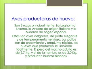 Aves productoras de huevo:
 Son 3 razas principalmente: La Leghorn o
   Livorno, la Ancora de origen italiano y la
         Minorca de origen español.
Estas son aves delgadas, de porte elegante
   y de temperamento nervioso. Los pollos
  son de crecimiento y emplume rápido, los
      huevos que producen se incuban
   fácilmente. El peso del macho adulto es
  de 2.7 Kg. y el de la hembra es de 2.0 Kg.
         y producen huevos blancos.
 
