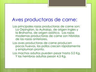 Aves productoras de carne:
Las principales razas productoras de carne son:
  La Orpington, la Autralop, de origen Ingles y
  la Brahama, de origen asiático. Las razas
  modernas productoras de carne son hibridas
  de las razas anteriores.
Las aves productoras de carne producen
  pocos huevos, los pollos crecen rápidamente
  y empluman pronto.
Los machos adultos pueden pesar hasta 5.0 Kg.
  Y las hembras adultas pesan 4.5 Kg.
 