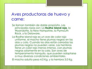 Aves productoras de huevo y
carne:
Se llaman también de doble propósito. Las
   principales razas son: La Rodhe Island roja, la
   Wyandotte, la New Hampshire, la Plymouth
   Rock, y la Delaware.
La Rodhe Island roja es un ave de color rojo
   uniforme, el macho tiene plumas negras en las
   alas y cola. Cuando las alas están cerradas las
   plumas negras no pueden verse. Las hembras
   tiene un color rojo menos intenso, con plumas
   negras solamente en la cola. Son aves de
   temperamento tranquilo, que pueden adaptarse
   a muy diversas condiciones ambientales.
El macho adulto pesa 4.0 Kg. y la hembra 3.0 Kg.
 