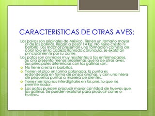 CARACTERISTICAS DE OTRAS AVES:
Los pavos son originales de México. Tienen un tamaño mayor
  al de las gallinas, llegan a pesar 14 Kg. No tiene cresta ni
  barbilla. Los machos presentan una formación carnosa de
  color rojo en la cabeza llamada carúncula, se explotan
  principalmente por su carne.
Los patos son animales muy resistentes a las enfermedades.
  Su cría presenta menos problemas que la de otras aves.
  Sus principales diferencias con las gallinas son:
 No tiene cresta ni barbillas.
 Tienen el pico en forma aplanada, la punta es
  redondeada en forma de pinzas anchas, y con una hilera
  de pequeñas puntas a manera de dientes.
 Tiene membranas interdigitales en los pies, lo que les
  permite nadar.
 Las patas pueden producir mayor cantidad de huevos que
  las gallinas. Se pueden explotar para producir carne o
  huevos.
 
