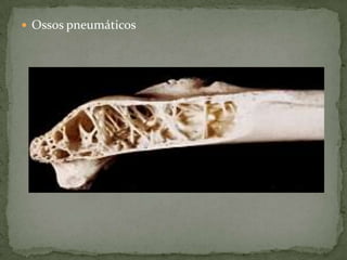  Ossos pneumáticos