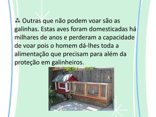  Outras que não podem voar são as
galinhas. Estas aves foram domesticadas há
milhares de anos e perderam a capacidade
de voar pois o homem dá-lhes toda a
alimentação que precisam para além da
proteção em galinheiros.
 