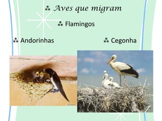  Aves que migram

                Flamingos

 Andorinhas                  Cegonha
 