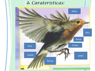  Caraterísticas:
                    Olhos




                                    Bico

                       Penas

Asas                Corpo



Cauda                       patas

         Pernas
 