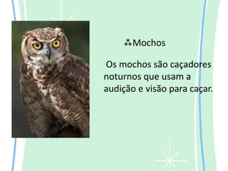 Mochos

Os mochos são caçadores
noturnos que usam a
audição e visão para caçar.
 