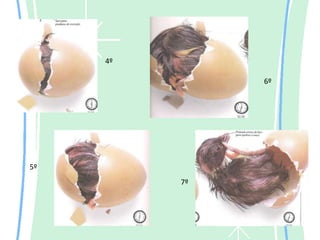 4º

               6º




5º
          7º
 