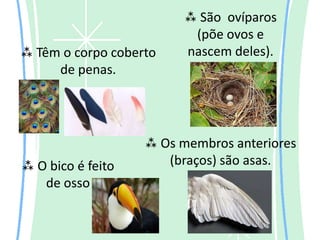  São ovíparos
                          (põe ovos e
 Têm o corpo coberto    nascem deles).
     de penas.




                    Os membros anteriores
 O bico é feito      (braços) são asas.
   de osso
 