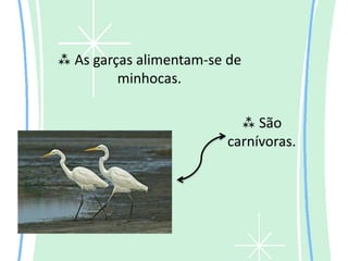  As garças alimentam-se de
         minhocas.

                           São
                        carnívoras.
 