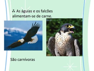  As águias e os falcões
alimentam-se de carne.




São carnívoras
 
