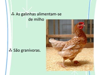  As galinhas alimentam-se
          de milho




 São granívoras.
 