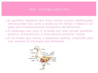 AVES- SISTEMA DIGESTIVO

o O aparelho digestivo das Aves mostra muitas modificações
  interessantes tais como a ausência de dentes e lábios e um
  papo para armazenamento temporário de alimentos.
o O estômago das aves é formado por uma porção glandular
  anterior- proventrículo, e uma câmara posterior- moela.
o É na moela que areias e pequenas pedras, engolidas pela
  ave, ajudam na trituração dos alimentos.
 