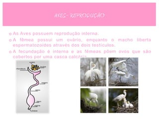AVES- REPRODUÇÃO

o As Aves possuem reprodução interna.
o A fêmea possui um ovário, enquanto o macho liberta
  espermatozoides através dos dois testículos.
o A fecundação é interna e as fêmeas põem ovos que são
  cobertos por uma casca calcária.
 