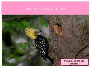 AVES EM VIAS DE EXTINÇÃO




                       Pica-pau de cabeça
                             amarela
 