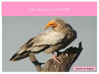 AVES EM VIAS DE EXTINÇÃO




                           Abutre do Egipto
 