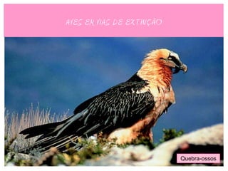 AVES EM VIAS DE EXTINÇÃO




                           Quebra-ossos
 