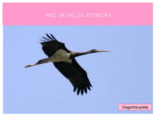 AVES EM VIAS DE EXTINÇÃO




                           Cegonha-preta
 