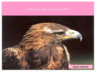 AVES EM VIAS DE EXTINÇÃO




                           Águia Imperial
 