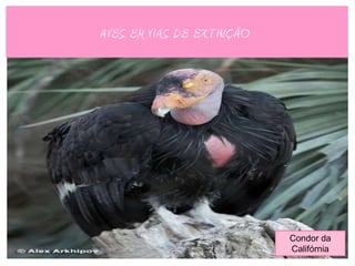 AVES EM VIAS DE EXTINÇÃO




                           Condor da
                           Califórnia
 