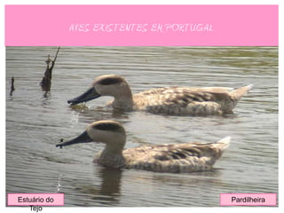 AVES EXISTENTES EM PORTUGAL




Estuário do                                 Pardilheira
   Tejo
 