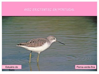 AVES EXISTENTES EM PORTUGAL




Estuário do                                 Perna-verde-fina
   Sado
 
