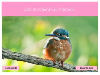 AVES EXISTENTES EM PORTUGAL




Esposende                                 Guarda-rios
 