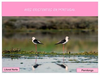 AVES EXISTENTES EM PORTUGAL




Litoral Norte                                 Pernilongo
 