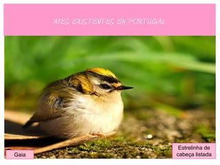 AVES EXISTENTES EM PORTUGAL




                                      Estrelinha de
Gaia                                 cabeça listada
 