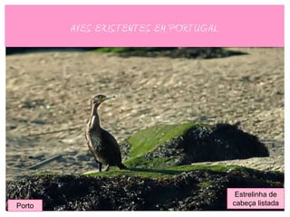 AVES EXISTENTES EM PORTUGAL




                                       Estrelinha de
Porto                                 cabeça listada
 