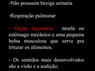 -Não possuem bexiga urinaria

-Respiração pulmonar

- Órgão digestório: moela ou
estômago mecânico e uma pequena
bolsa musculosa que serve pra
triturar os alimentos.

- Os sentidos mais desenvolvidos
são a visão e a audição;
 