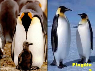Pingüin
 