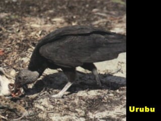 Urubu
 