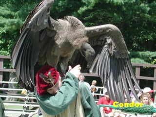 Condor
 