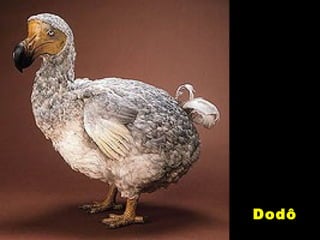 Dodô
 