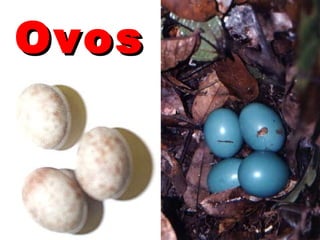 Ovos
 