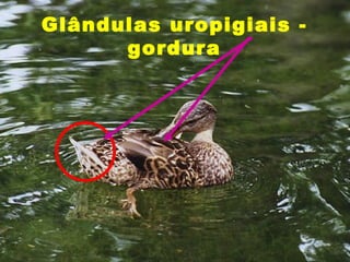 Glândulas uropigiais -
      gordura
 