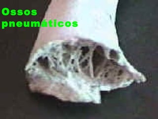 Ossos
pneumáticos
 