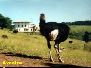 Avestru
 