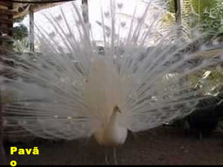Pavã
o
 