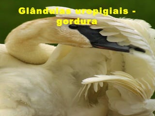 Glândulas uropigiais -
      gordura
 