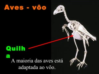 Aves - vôo




Quilh
a
 A maioria das aves está
   adaptada ao vôo.
 